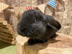 人参を持った ウサギ（兎） 彫刻 彫像 動物園 園芸 ペットショップ